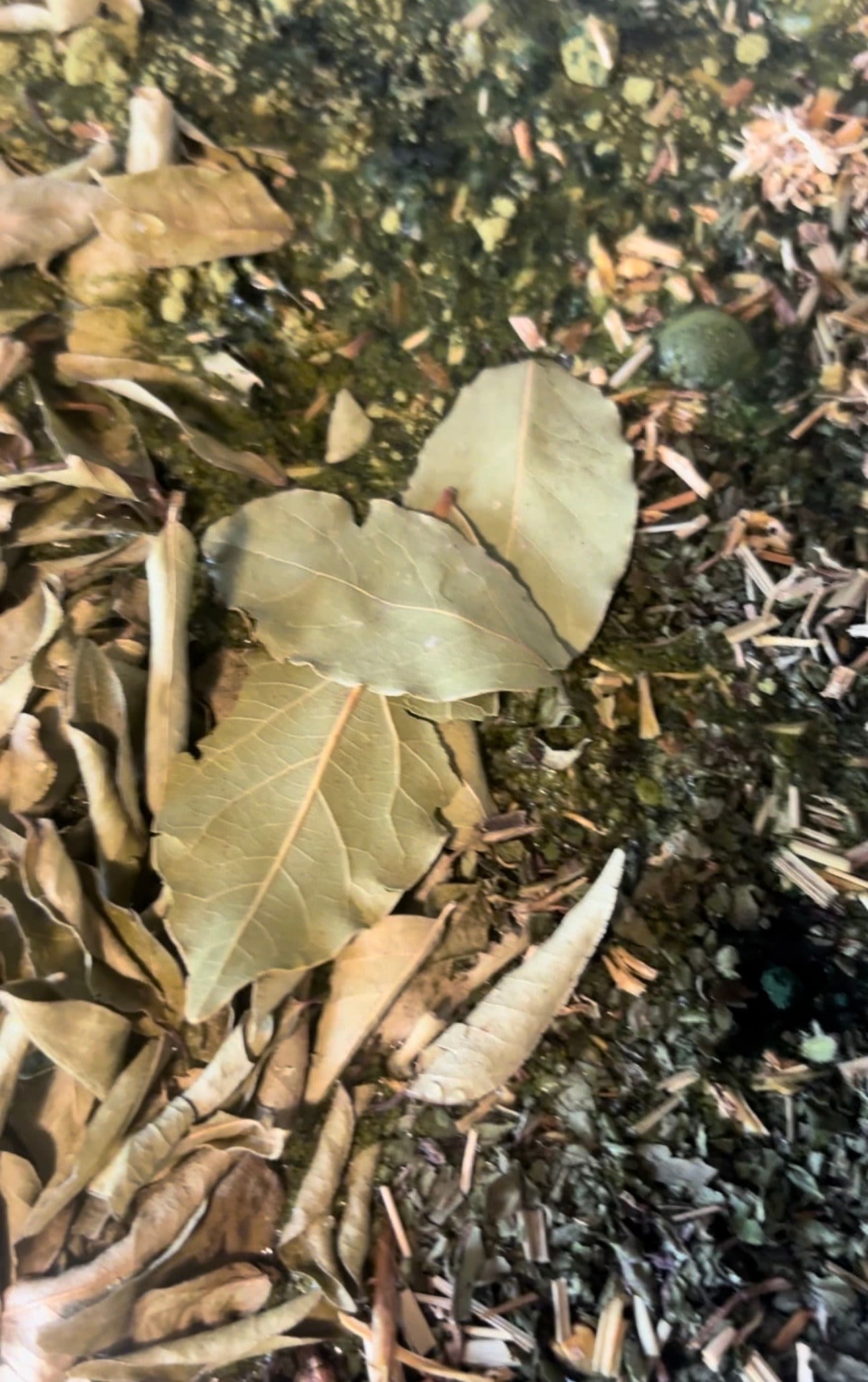 Moringa and Green Tea Hair Moisturizer